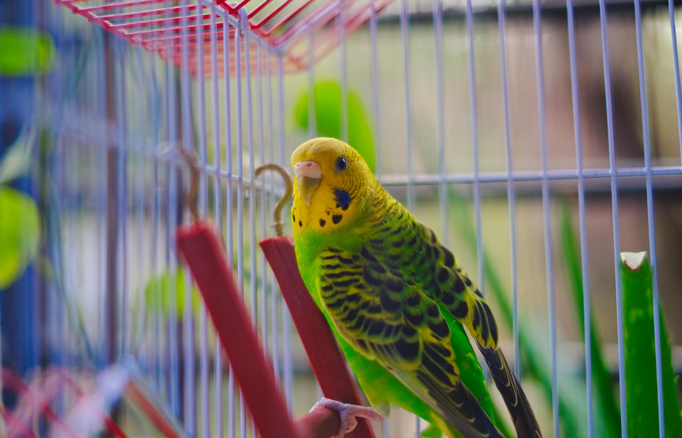 Budgerigar Parrot in a Cage